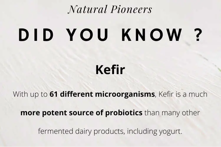 Natural Pioneers Whats the price of natural yogurt prices cost kefir benefits