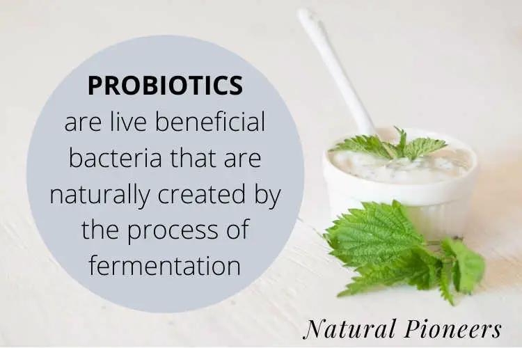 Natural Pioneers Whats the price of natural yogurt prices cost what are prebiotics good for