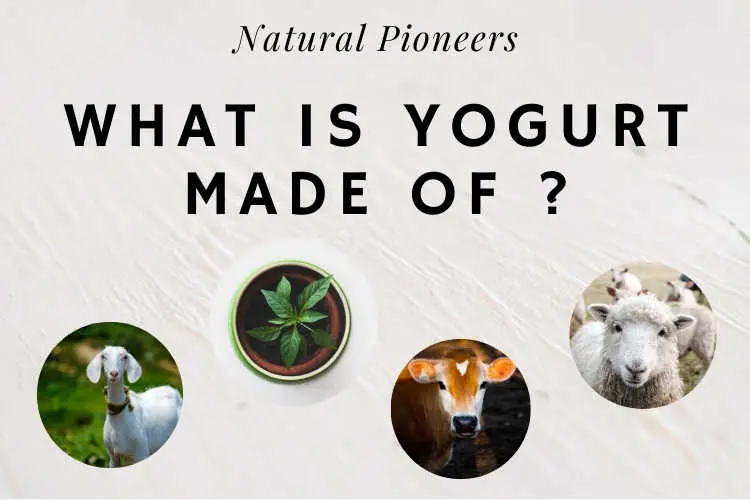 Natural Pioneers Whats the price of natural yogurt prices cost what is yogurt made of