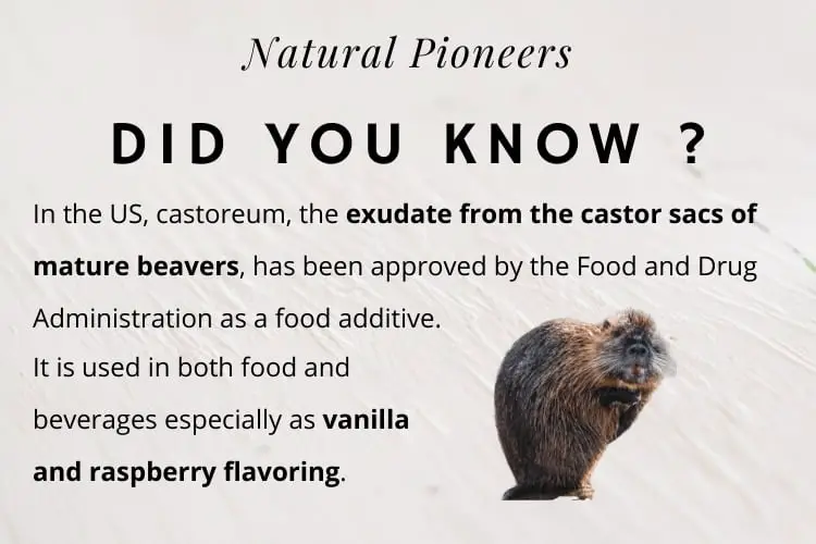Natural Pioneers Best In Vanilla Natural Organic Whey Protein Powder beaver castor sacs vanilla flavor