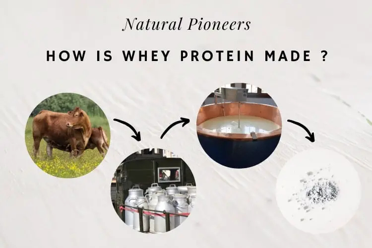 Natural Pioneers Is Natural Whey Protein Powder Good For You Pros & Cons How is whey protein made process