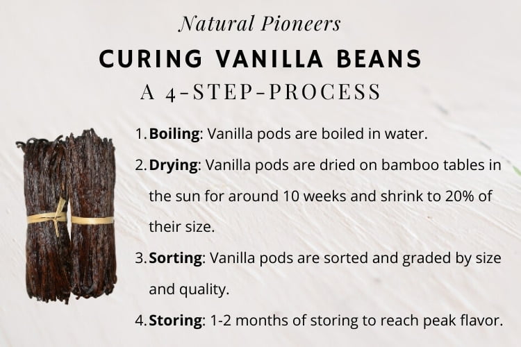 Natural Pioneers Vanilla vs vanillin whats the difference Curing vanilla beans in four steps