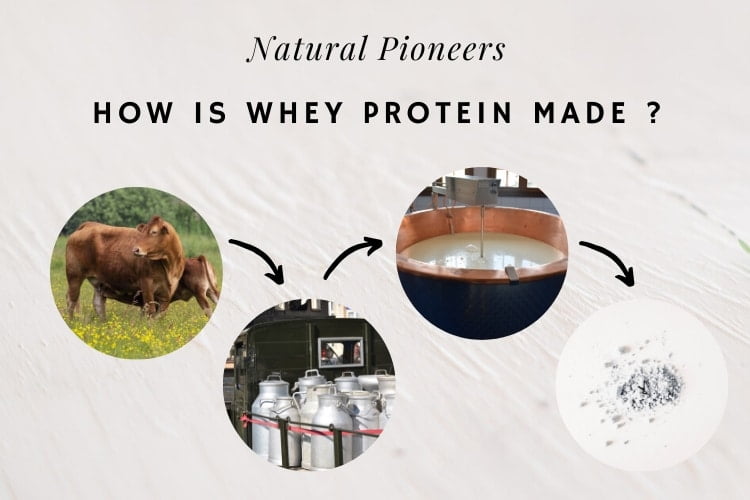 Natural Pioneers What is Natural Protein Powder Facts You Should Know How is whey protein powder made process